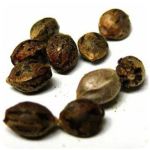 Семена марихуаны АК-47  (Seeds AK-47) в Ивангороде